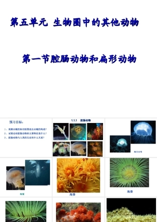 2014年八年级生物上册 第五单元 第一章 第一节 腔肠动物和扁形动物（第一课时）课件 （新版）新人教版
