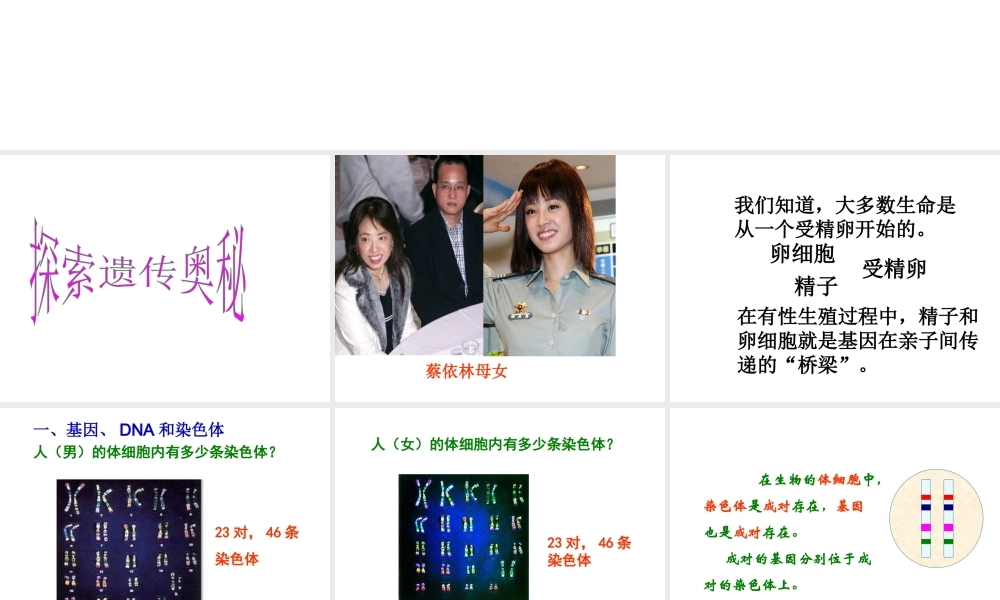 2014年八年级生物下册 第二节 基因在亲子代间的传递课件 新人教版