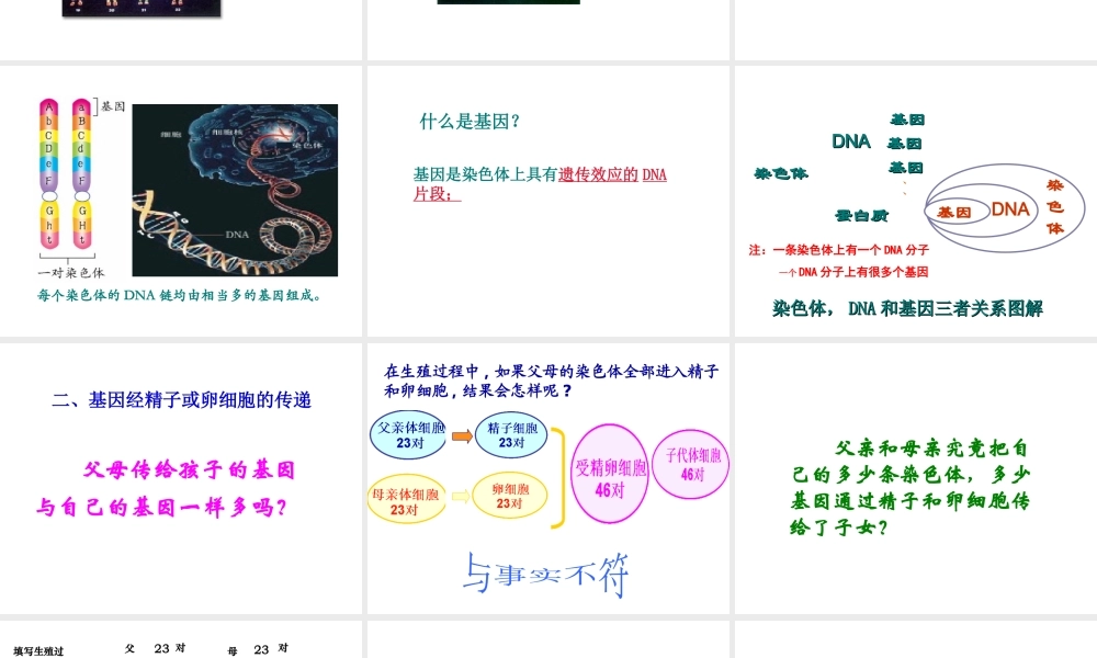 2014年八年级生物下册 第二节 基因在亲子代间的传递课件 新人教版