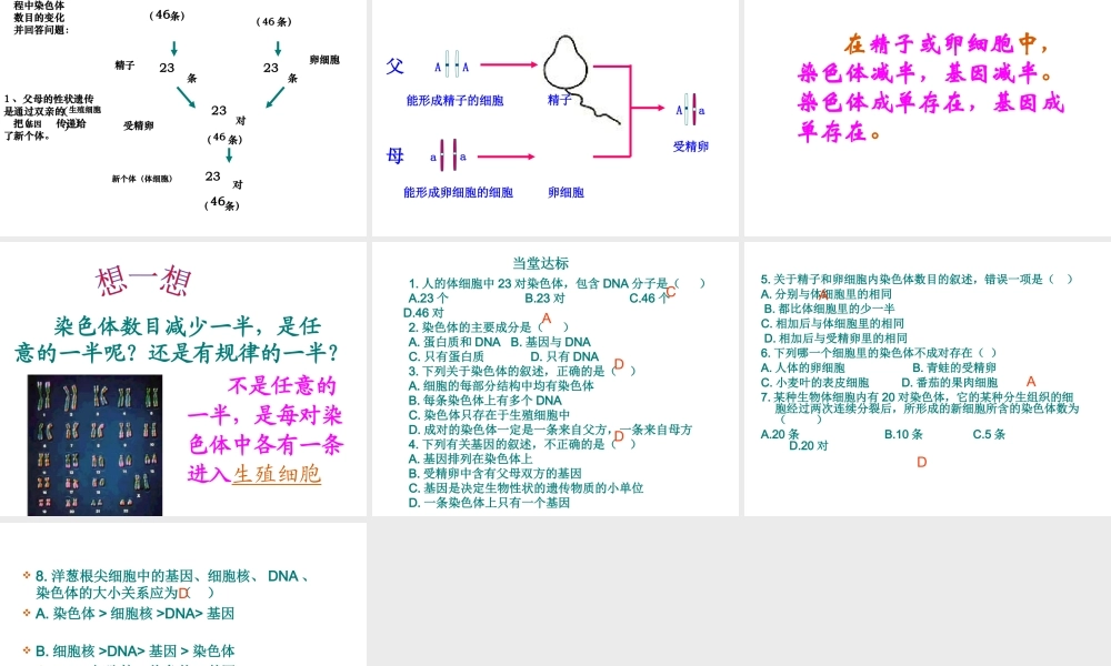 2014年八年级生物下册 第二节 基因在亲子代间的传递课件 新人教版
