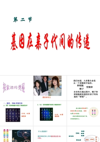 2014年八年级生物下册 第二节 基因在亲子代间的传递课件 新人教版