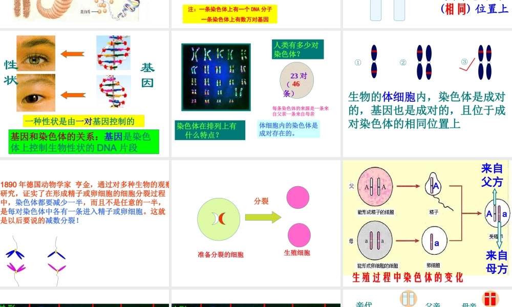 2014年八年级生物下册 第二章 第二节 基因在亲子间的传递课件 新人教版