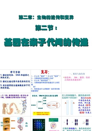 2014年八年级生物下册 第二章 第二节 基因在亲子间的传递课件 新人教版