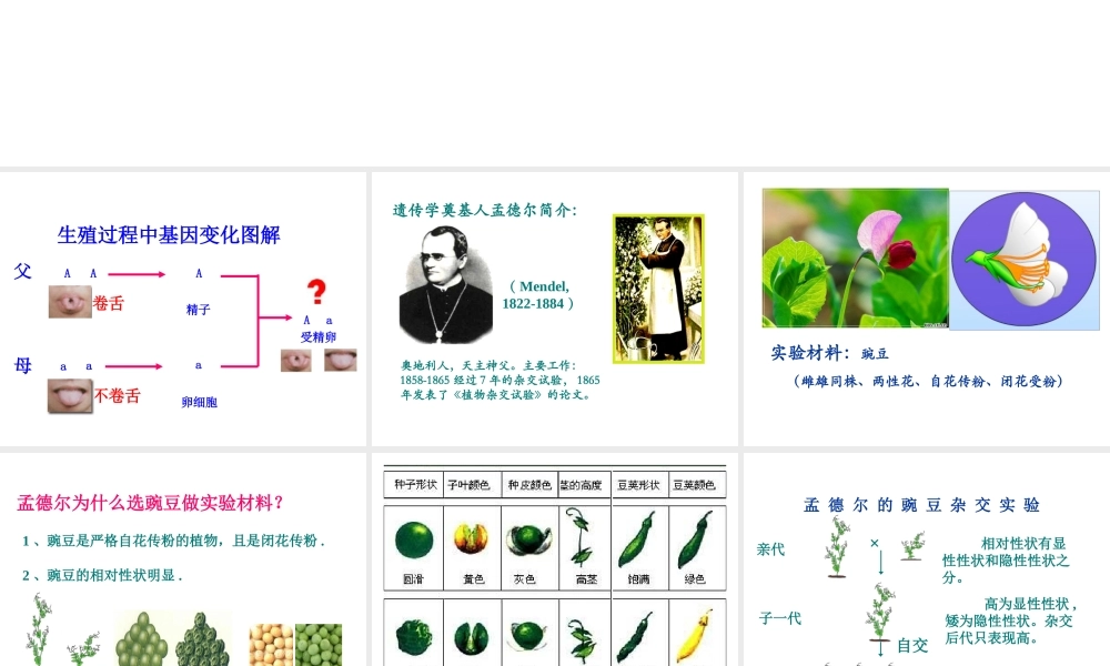2014年八年级生物下册 第三节 基因的显性和隐性课件 新人教版