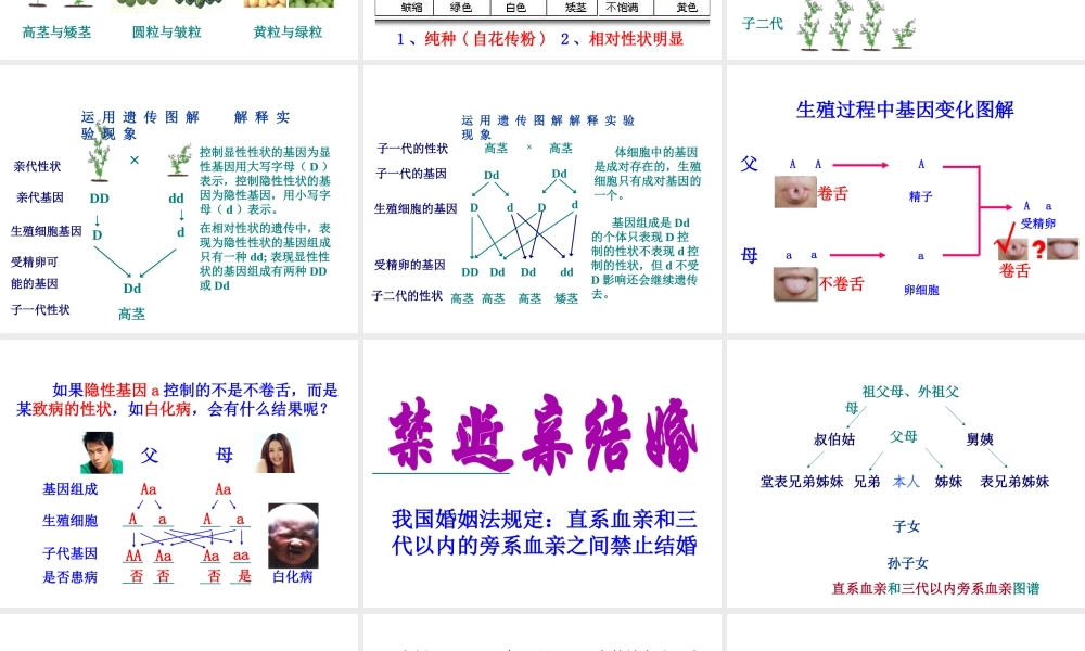 2014年八年级生物下册 第三节 基因的显性和隐性课件 新人教版