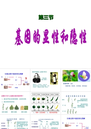 2014年八年级生物下册 第三节 基因的显性和隐性课件 新人教版