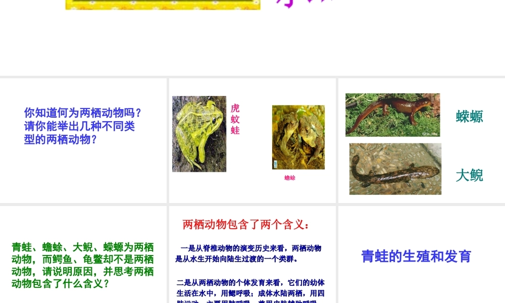 2014年八年级生物下册 第三节 两栖动物的生殖和发育课件 新人教版