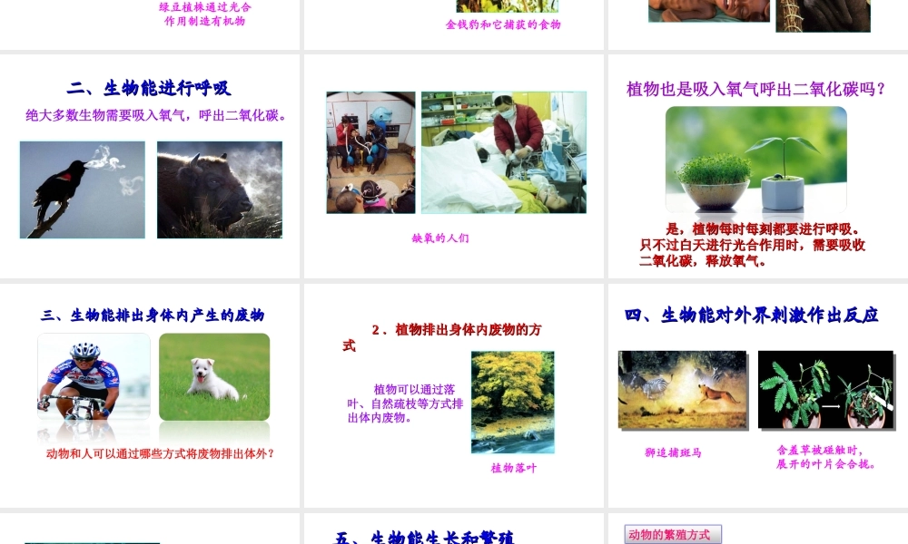 2014年秋七年级生物上册 1.1 生物的特征课件 （新版）新人教版