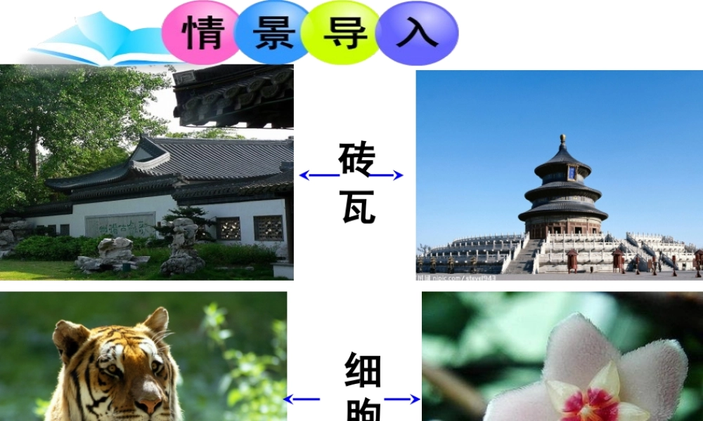 2014年秋七年级生物上册 1.2.1 细胞的结构和功能课件 （新版）济南版