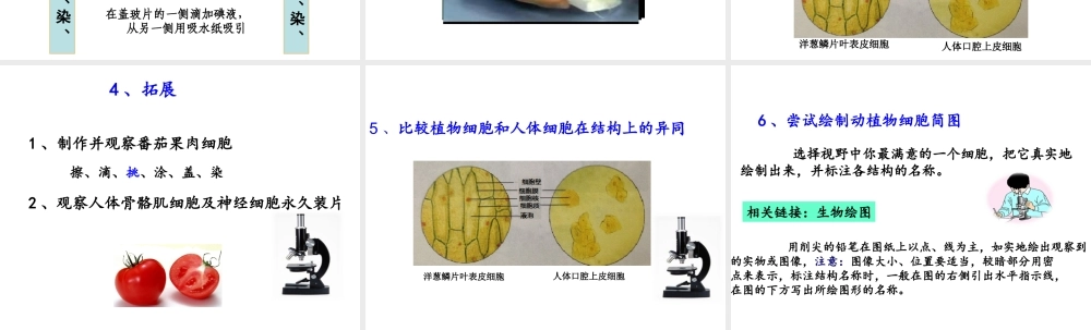 2014年秋七年级生物上册 1.2.1细胞的结构和功能 济南版
