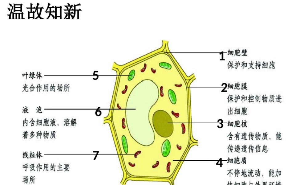 2014年秋七年级生物上册 1.2.2 细胞的分裂与分化课件 （新版）济南版