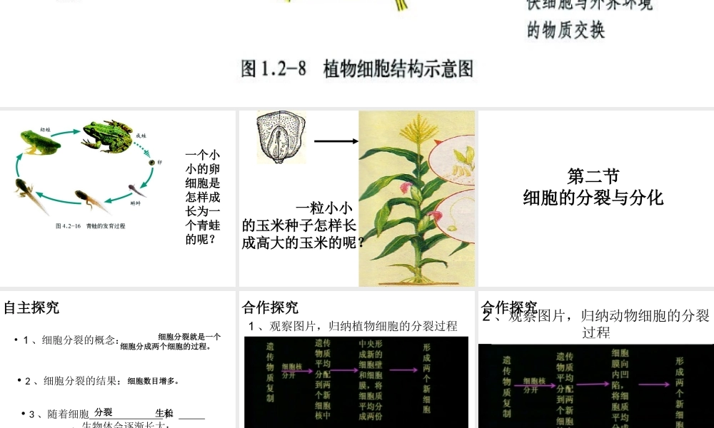 2014年秋七年级生物上册 1.2.2 细胞的分裂与分化课件 （新版）济南版