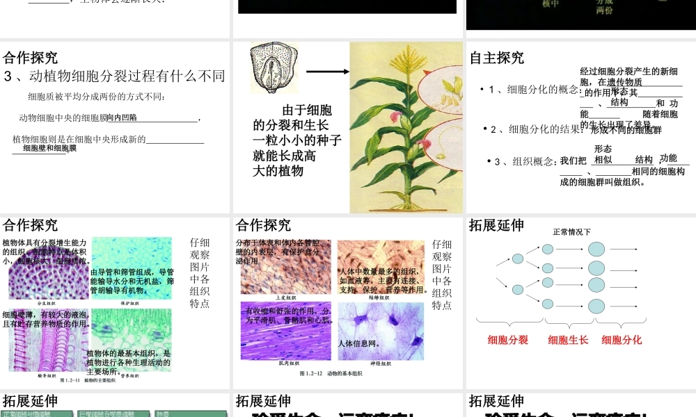 2014年秋七年级生物上册 1.2.2 细胞的分裂与分化课件 （新版）济南版