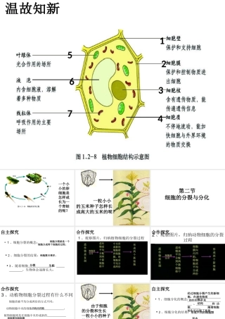 2014年秋七年级生物上册 1.2.2 细胞的分裂与分化课件 （新版）济南版