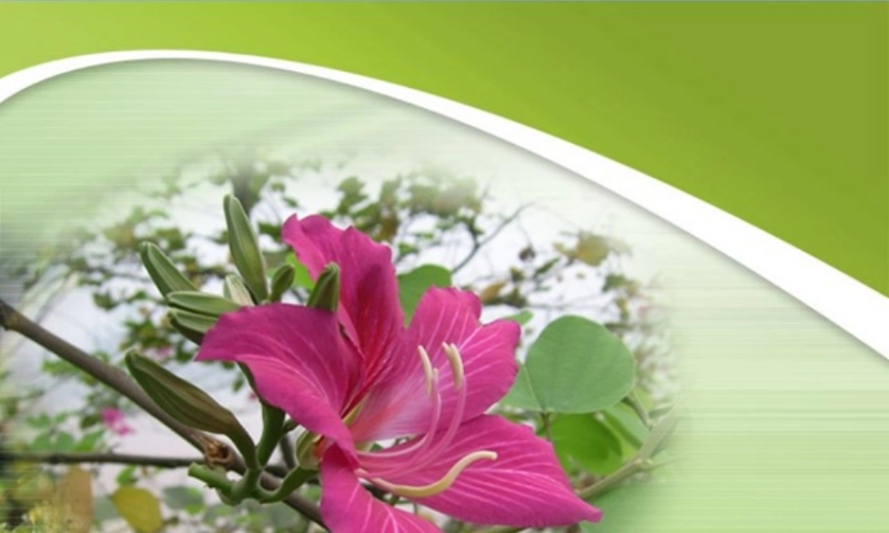 2014-2015学年八年级生物下册 6.1.1《绿色开花植物的生殖》果实的形成课件 冀教版