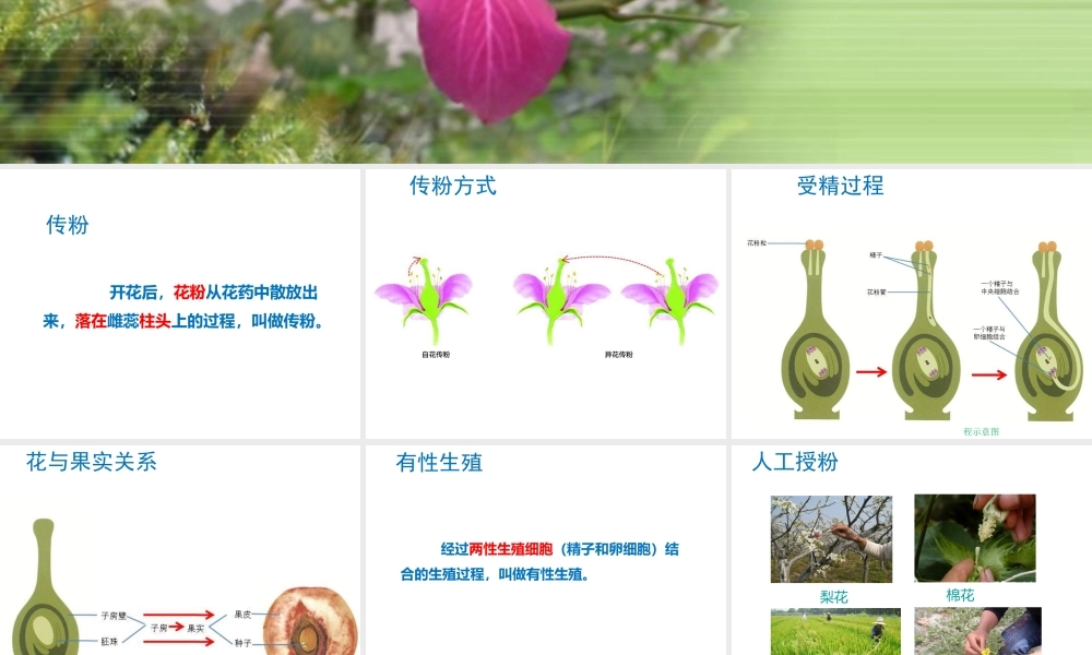 2014-2015学年八年级生物下册 6.1.1《绿色开花植物的生殖》果实的形成课件 冀教版