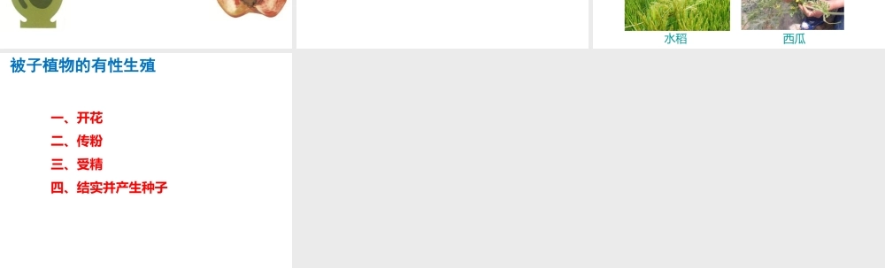 2014-2015学年八年级生物下册 6.1.1《绿色开花植物的生殖》果实的形成课件 冀教版