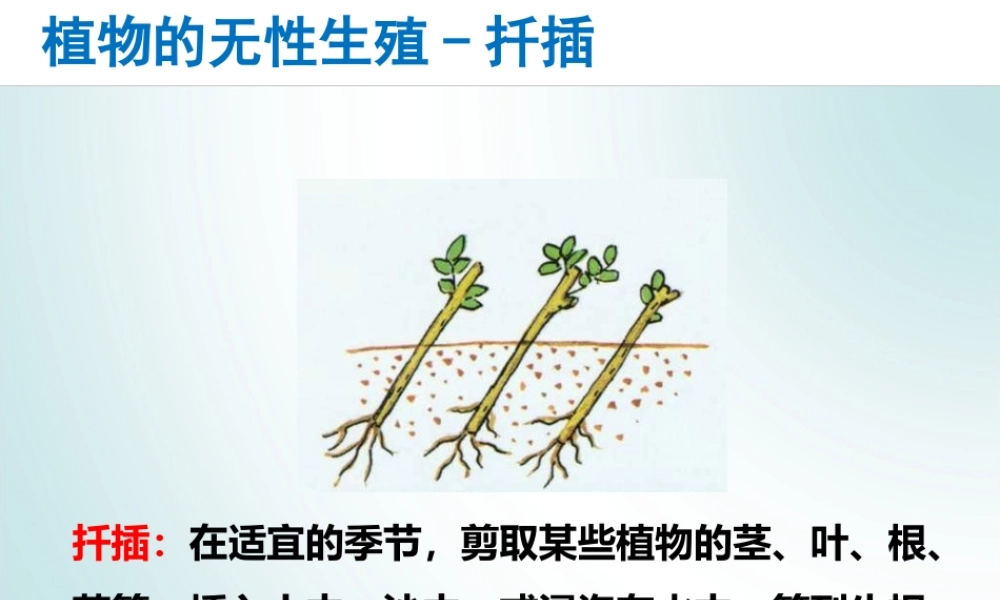 2014-2015学年八年级生物下册 6.1.1《绿色开花植物的生殖》无性生殖的方法课件 冀教版