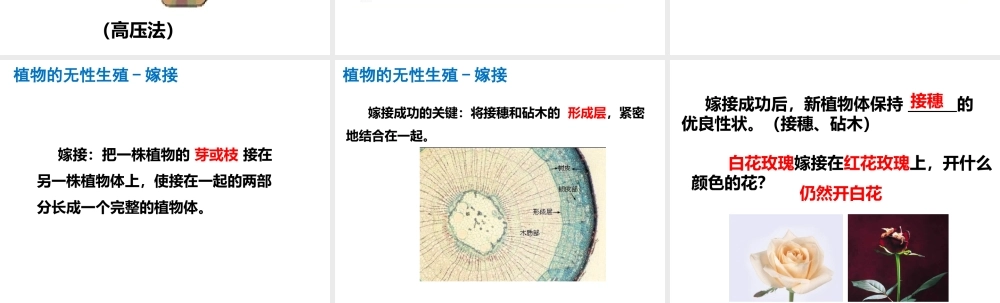 2014-2015学年八年级生物下册 6.1.1《绿色开花植物的生殖》无性生殖的方法课件 冀教版