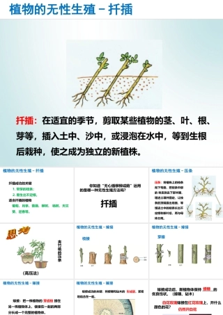 2014-2015学年八年级生物下册 6.1.1《绿色开花植物的生殖》无性生殖的方法课件 冀教版