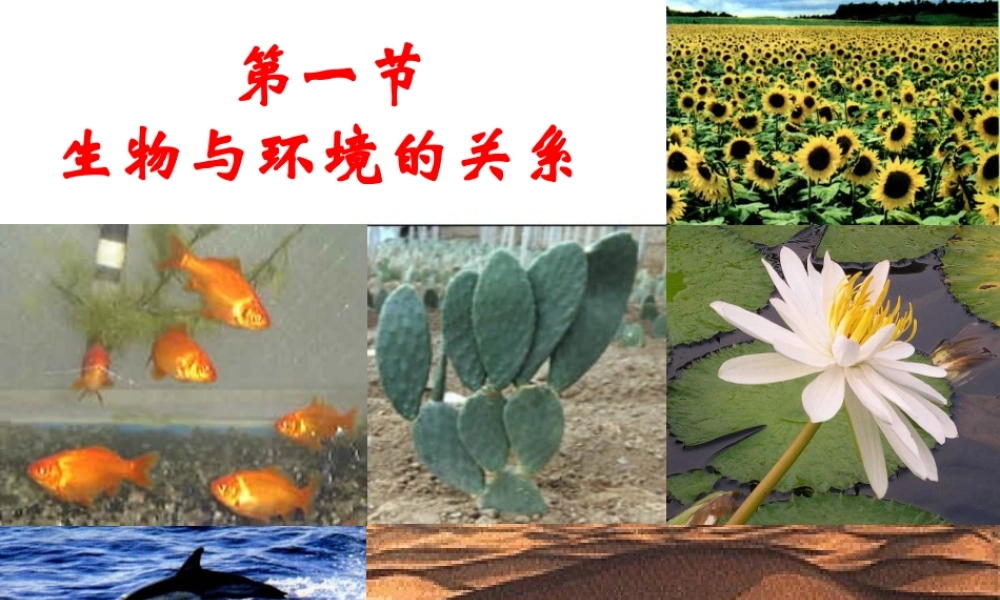 2014年秋七年级生物上册 2.1 生物与环境的关系课件 （新版）新人教版