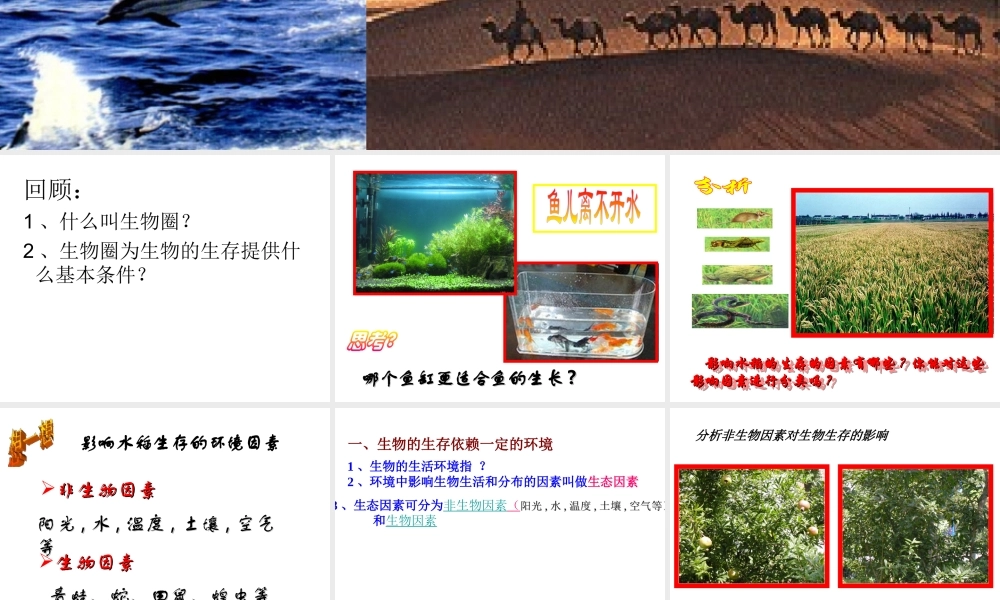 2014年秋七年级生物上册 2.1 生物与环境的关系课件 （新版）新人教版