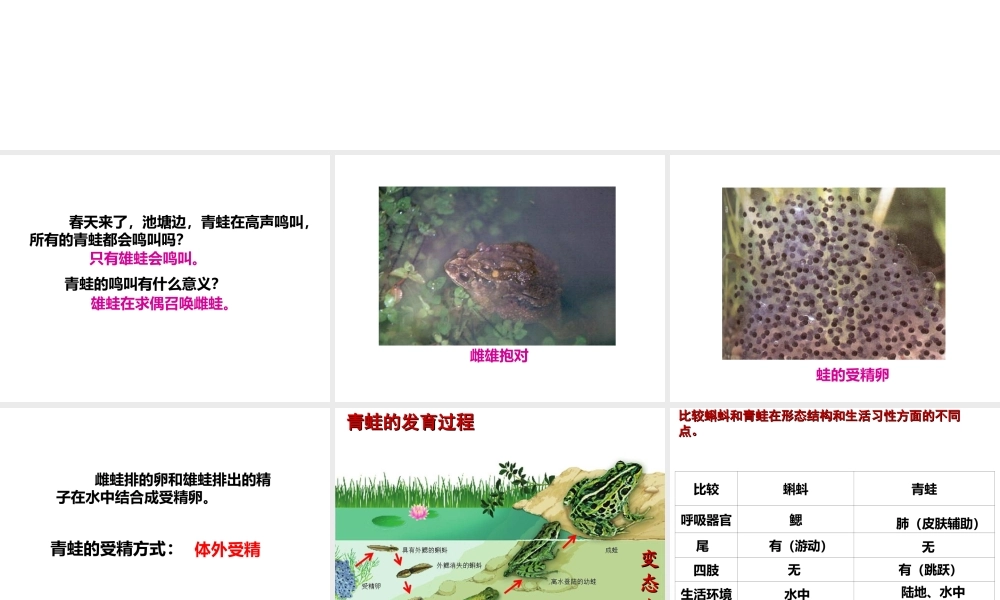 2014-2015学年八年级生物下册 6.1.2《动物的生殖和发育》两栖类的生殖和发育课件 冀教版