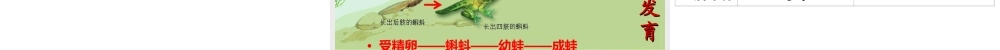 2014-2015学年八年级生物下册 6.1.2《动物的生殖和发育》两栖类的生殖和发育课件 冀教版