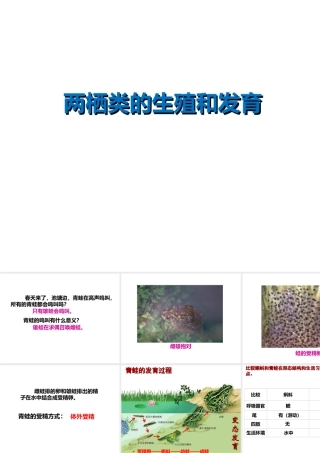 2014-2015学年八年级生物下册 6.1.2《动物的生殖和发育》两栖类的生殖和发育课件 冀教版