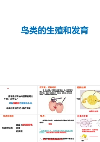 2014-2015学年八年级生物下册 6.1.2《动物的生殖和发育》鸟类的生殖和发育课件 冀教版