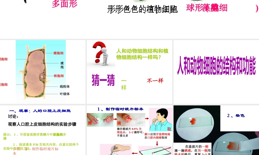 2014年秋七年级生物上册 3.2 人和动物细胞的结构和功能课件 苏教版