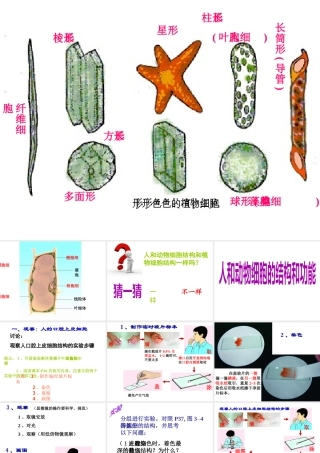 2014年秋七年级生物上册 3.2 人和动物细胞的结构和功能课件 苏教版