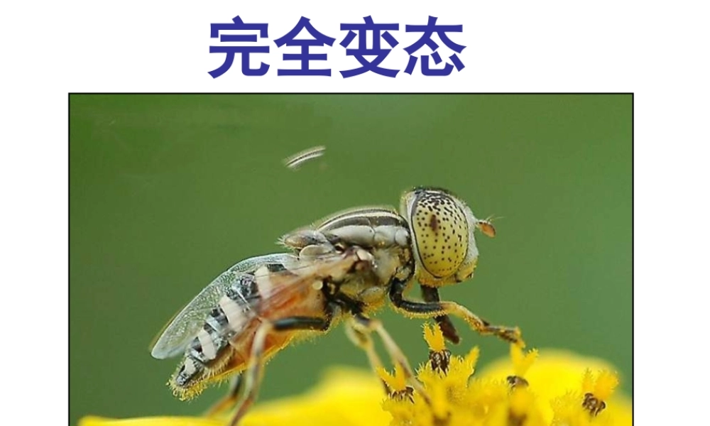 2014-2015学年八年级生物下册 6.1.2《动物的生殖和发育》完全变态课件 冀教版