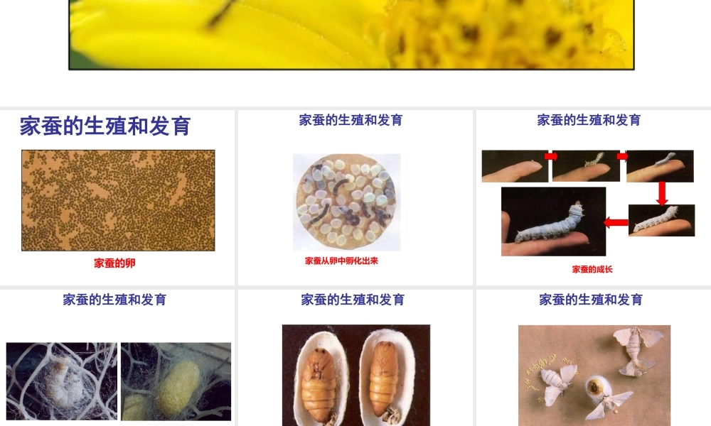 2014-2015学年八年级生物下册 6.1.2《动物的生殖和发育》完全变态课件 冀教版