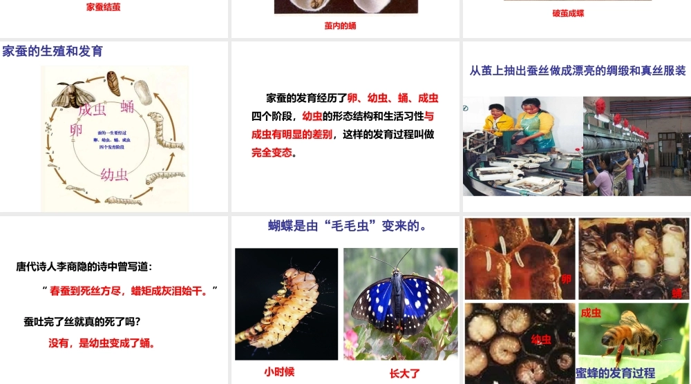 2014-2015学年八年级生物下册 6.1.2《动物的生殖和发育》完全变态课件 冀教版