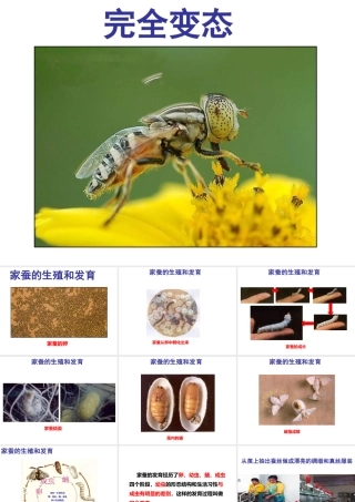 2014-2015学年八年级生物下册 6.1.2《动物的生殖和发育》完全变态课件 冀教版