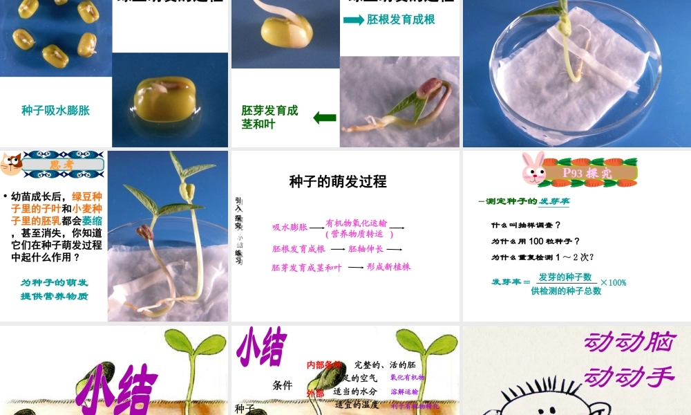 2014年秋七年级生物上册 3.2.1 种子的萌发课件 新人教版