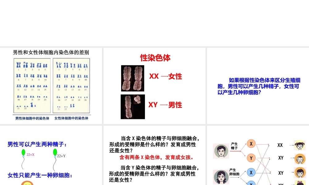 2014-2015学年八年级生物下册 6.2.1《遗传》人的性别决定课件 冀教版