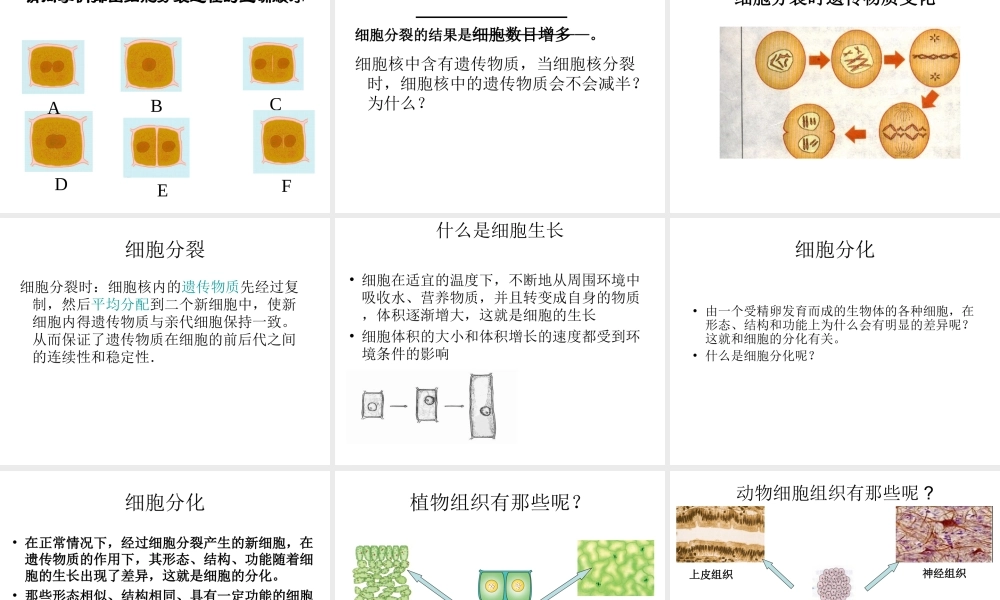 2014年秋七年级生物上册 4.1 细胞的分裂与分化课件 苏教版