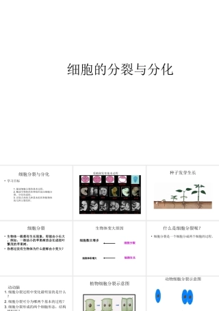 2014年秋七年级生物上册 4.1 细胞的分裂与分化课件 苏教版