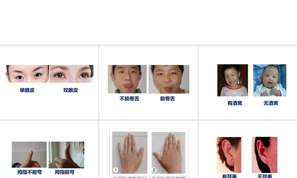 2014-2015学年八年级生物下册 6.2.1《遗传》生物的性状课件 冀教版