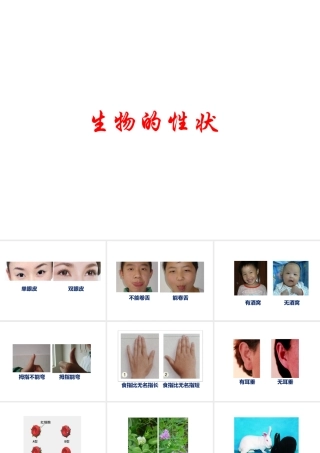 2014-2015学年八年级生物下册 6.2.1《遗传》生物的性状课件 冀教版