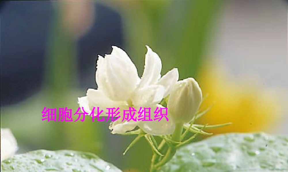 2014年秋七年级生物上册 4.1 细胞分化形成组织课件 北师大版