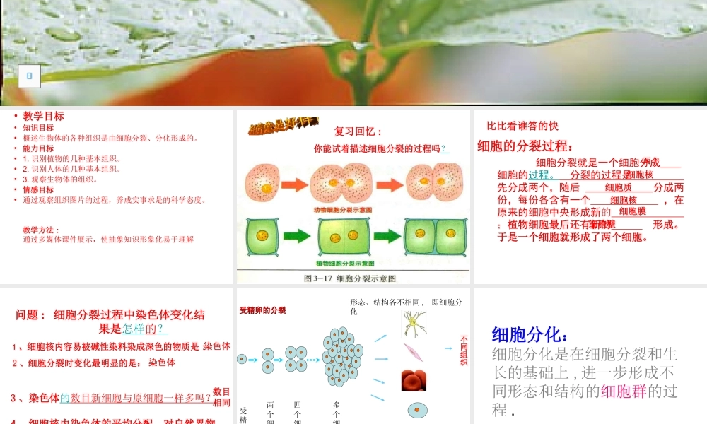 2014年秋七年级生物上册 4.1 细胞分化形成组织课件 北师大版