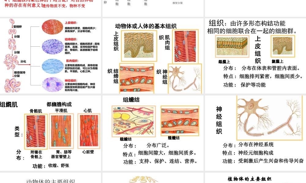 2014年秋七年级生物上册 4.1 细胞分化形成组织课件 北师大版