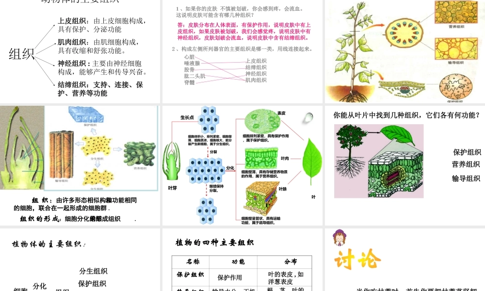 2014年秋七年级生物上册 4.1 细胞分化形成组织课件 北师大版