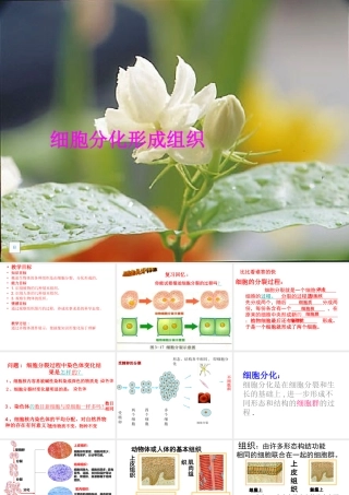 2014年秋七年级生物上册 4.1 细胞分化形成组织课件 北师大版