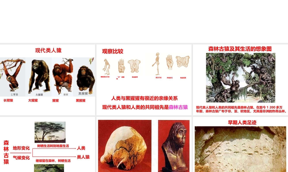 2014-2015学年八年级生物下册 第六单元 第三章 第三节 人类的起源和发展课件 冀教版