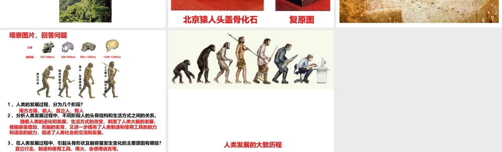 2014-2015学年八年级生物下册 第六单元 第三章 第三节 人类的起源和发展课件 冀教版