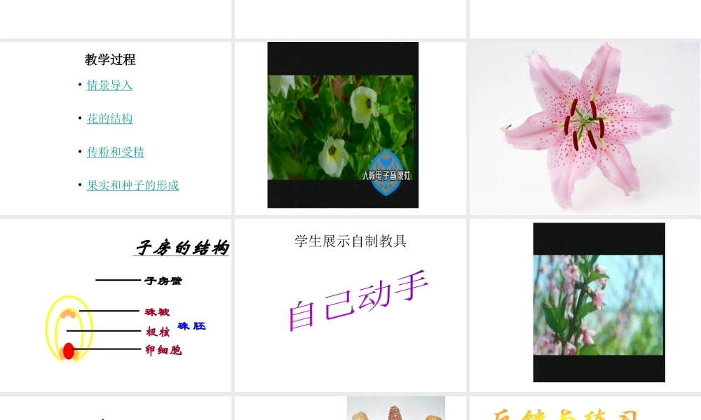 2014年秋七年级生物上册 5.5 植物的开花和结果课件 苏教版